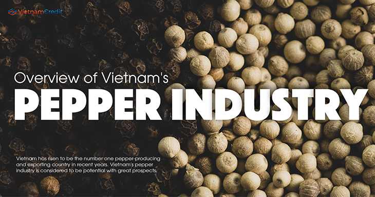 Overview of Vietnam’s pepper industry